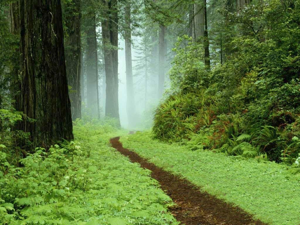 forest-trail.jpg