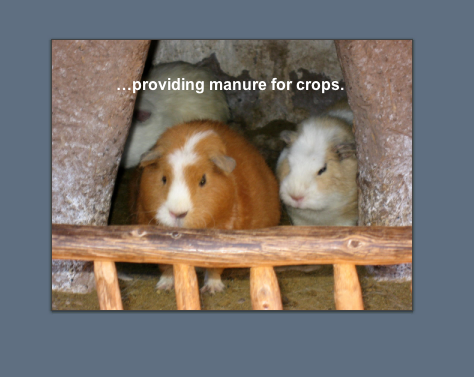 yana slide 10.png