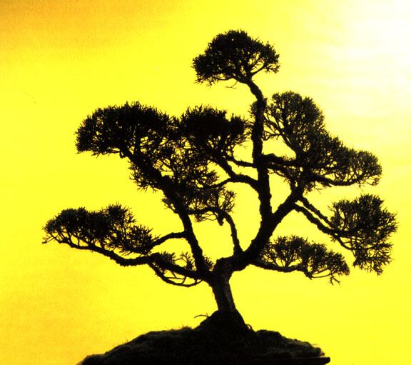 baucis_philemon_tree.jpg