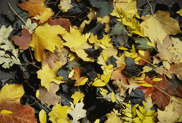 leaves2.jpg