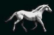 animated horse.gif
