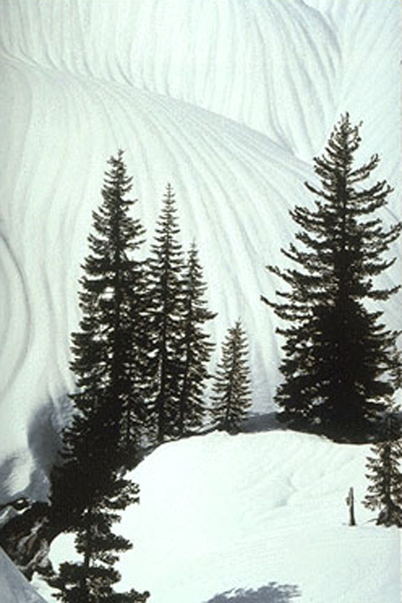 snow pines.jpg