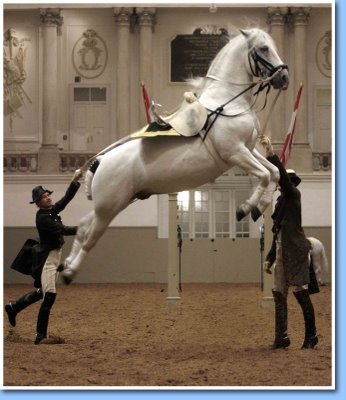 horse1.jpg