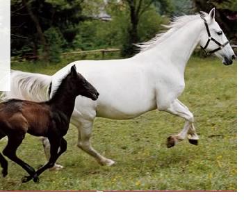 lip blwh horse.jpg
