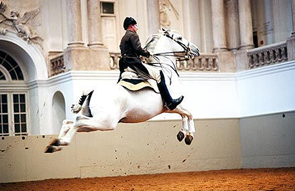lip horse leap.jpg