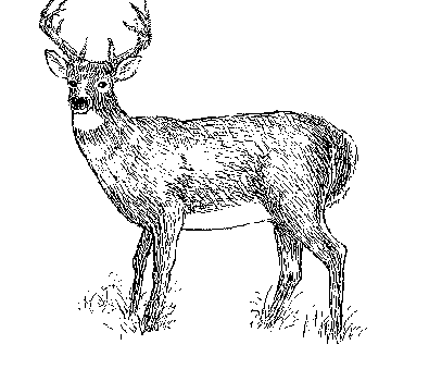 deer.gif