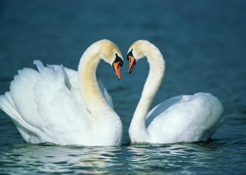 swans.jpg