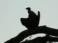 vulture.jpeg