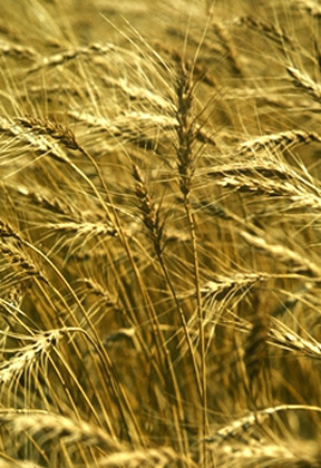wheat.jpg