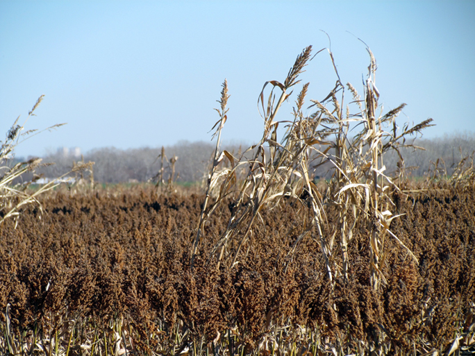 FeedCrop.jpg